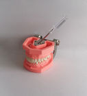 Colorful Brushing Plastic Dental Teeth Model Removable