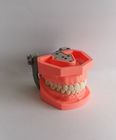 Colorful Brushing Plastic Dental Teeth Model Removable